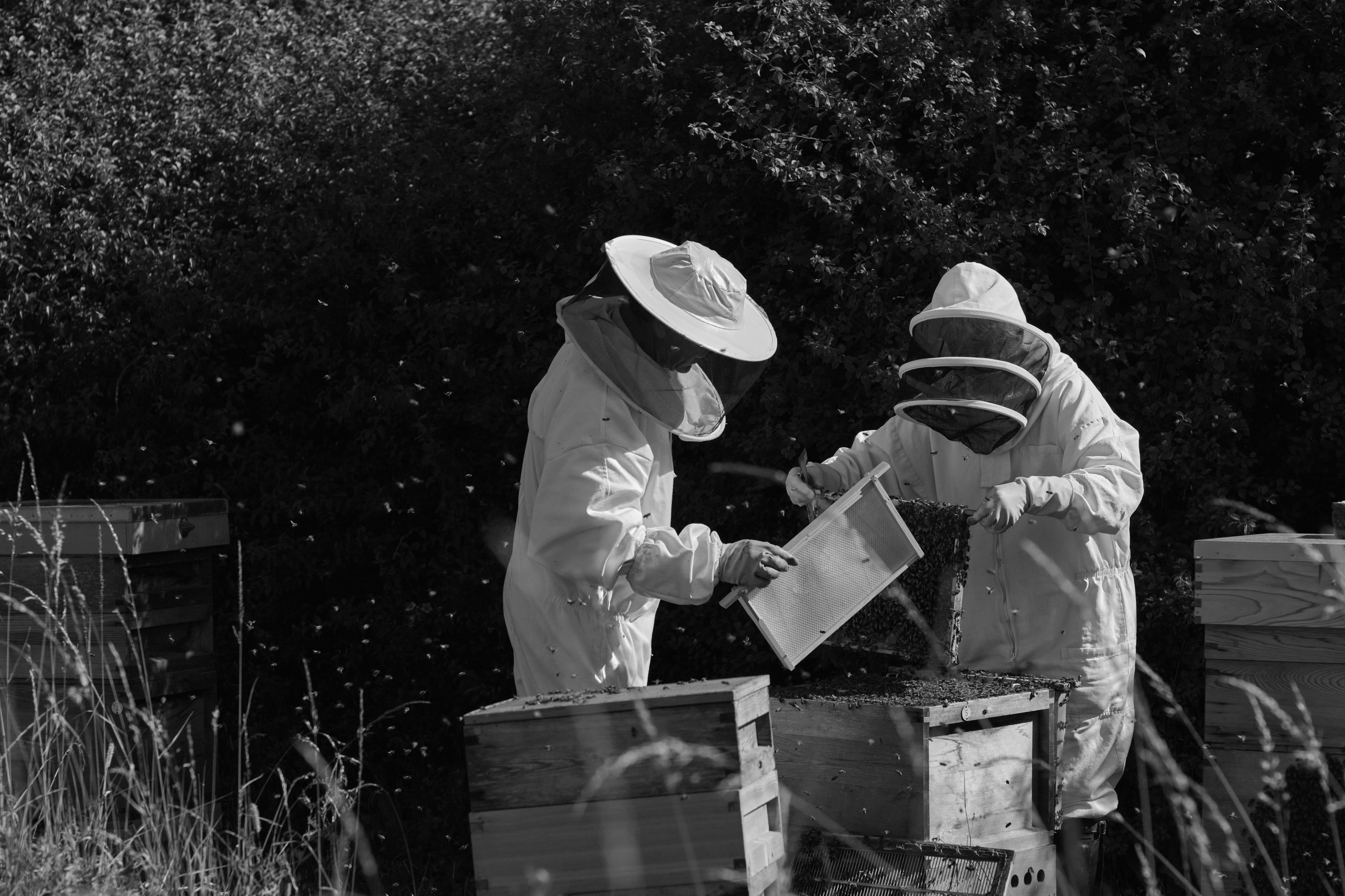 Two beekeepers inspecting a honeycomb frame at the hives